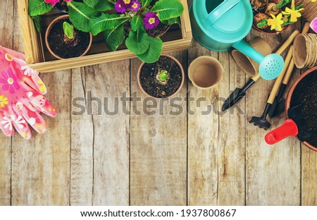 Gardening flowers in flowerpots on a wooden background. Selective focus. nature.