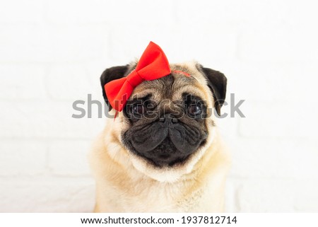 Portrait funny  pug dog  girl with  red bow on white background  .Grooming   dog  concept .Beauty ,fun  pug girl 