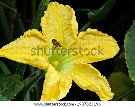 Beautiful yellow kabocha pumpkin flowers.