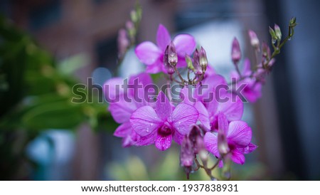 The orchid flower grows in a very beautiful and fresh garden, which can be used as a background for a picture