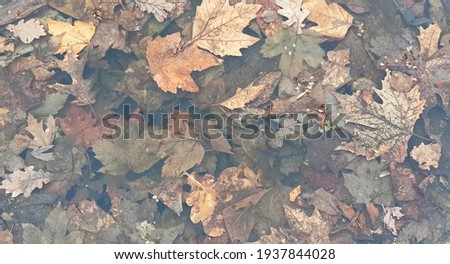 leaves in a puddle - close-up