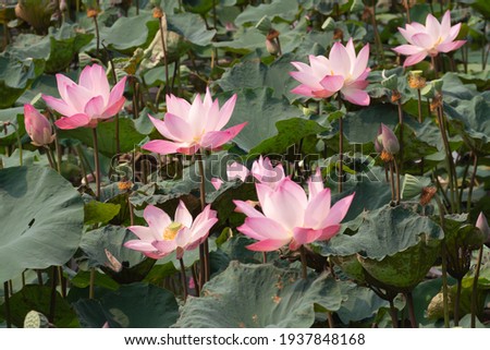 Many Pink Royal Lotus flowers with brown stems, green leaves background in nature