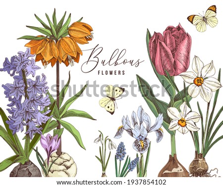Hand drawn bulbous flowers in vintage style Royalty-Free Stock Photo #1937854102