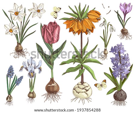 Hand drawn spring bulbous flowers Royalty-Free Stock Photo #1937854288