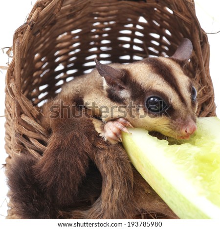 Cute sugar glider - Petaurus breviceps eating cucumber  in wooden basket on white background