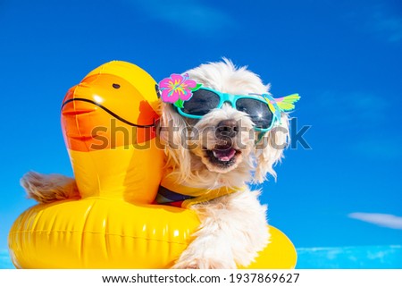happy dog with sunglasses and floating ring Royalty-Free Stock Photo #1937869627