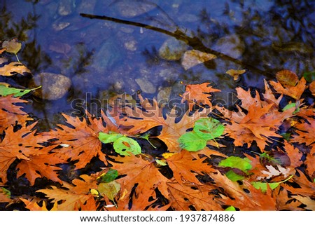 autumn leaves on stream water