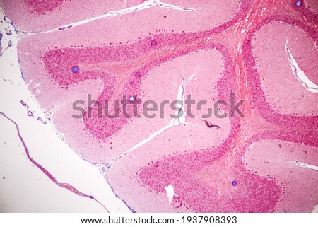 Education Spinal cord, Nerve, Cerebellum, Cortex and Motor Neuron Human under the microscope in Lab.
 Royalty-Free Stock Photo #1937908393