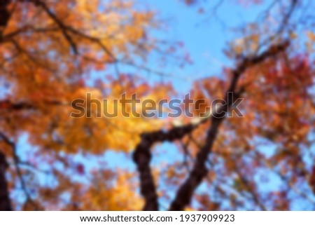 Autumn leaves on the sunshine. pattern Full blurred background.