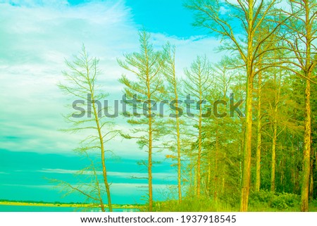 Forest lake water in summer. sky and summer forest overlooking the lake.
