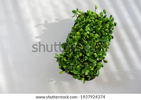 tray with micro-green seedlings on a white background with a place for writing with a shadow from the sun with natural light