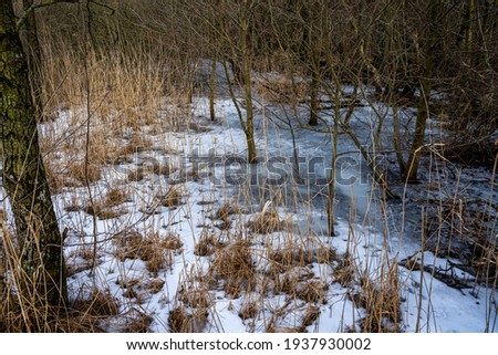 A winter photo of an icy water pond in a forest. Picture from Lund, southern Sweden