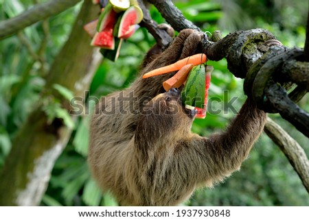 A sloth eating fruits on the tree, selective focus.