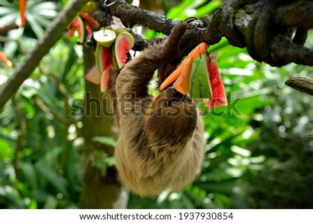 A sloth eating fruits on the tree, selective focus.