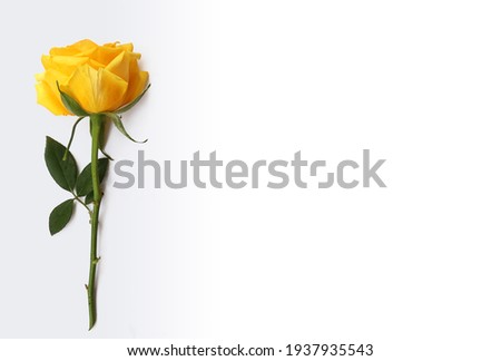 Flower and rose background. yellow roses composition.  Rose and petals isolate on white background. Valentine day concept. Flat lay, top view, copy space