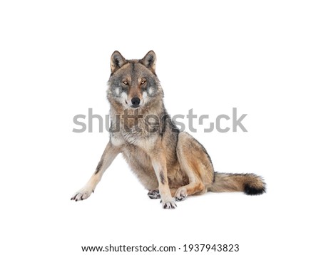 wolf sitting on snow isolated on white background