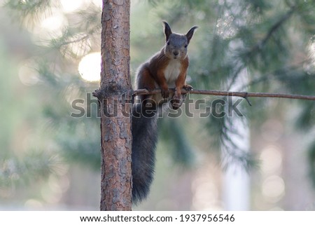 A squirrel with a fluffy tail sits on a pine branch.