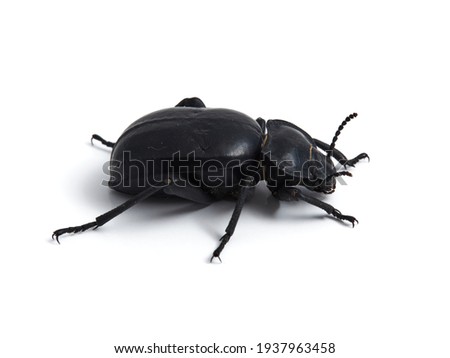 Darkling beetle. Family tenebrionidae. Morica planta.  Royalty-Free Stock Photo #1937963458