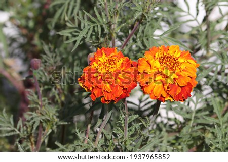 marigold flower image in green background
