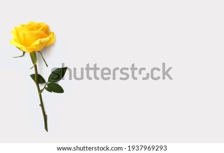Flower and rose background. yellow roses composition.  Roses and petals isolate on white background. Valentine day concept. Flat lay, top view, copy space for postcard design.