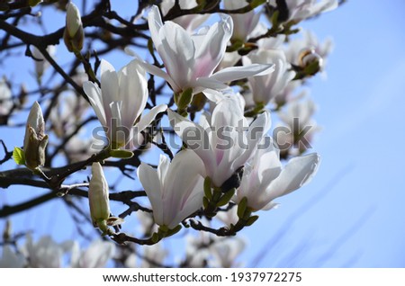 White Magnolia flowers on a blue sky background