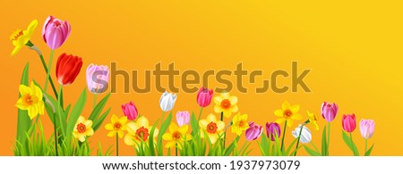 Blooming daffodils and tulips on yellow background. Spring nature banner with place for text