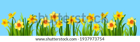 Yellow blossom banner with daffodils and grass. Holiday decor elements on blue for design card, banner, ticket, leaflet, poster and so on. Optimistic spring design