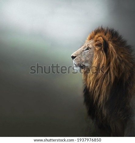 A magnificent lion the king of beasts with a large lush head of hair looks with a confident regal look close up Royalty-Free Stock Photo #1937976850