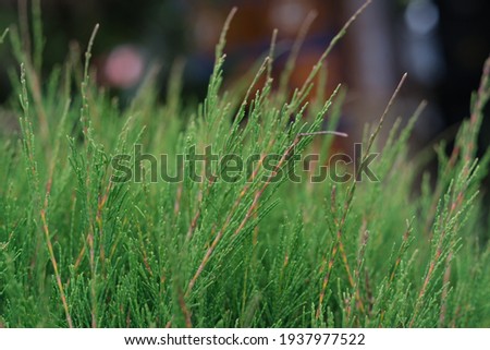 A close-up view of the green grass 