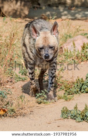 Striped Hyena (Hyaena hyaena) in zoo