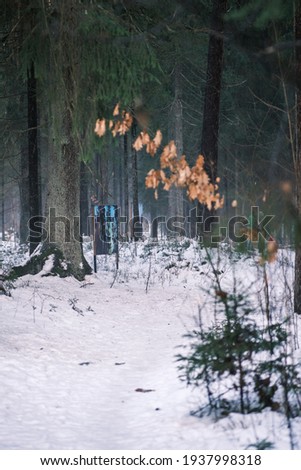small tree branches and leaves frozen in winter with blur background. abstract texture for design