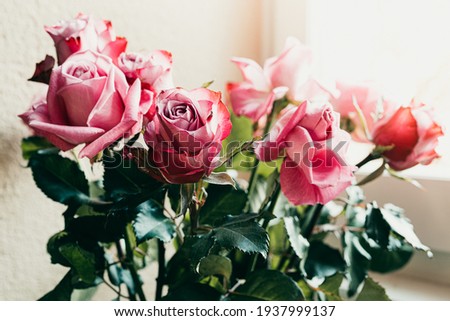 Bouquet of pink roses by the window