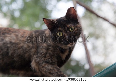Cute short hair stray street cat with beautiful green eyes looking at camera calmly. A brown cat, cropped shot. The concept of domestic animals. Selective focus on cat’s eye with copy space