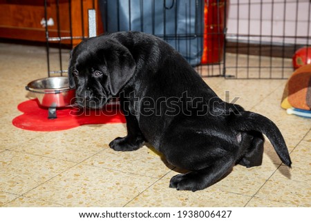 
Little cute black labrador retriever puppy pissing on the floor near a bowl of water Royalty-Free Stock Photo #1938006427