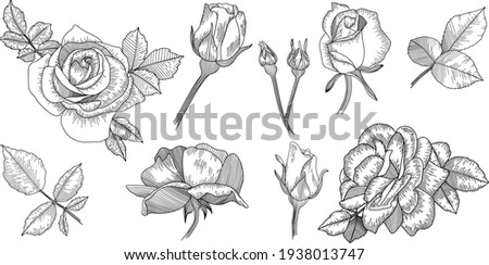 Rose flower outline vector. Hand drawn vector set.