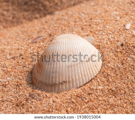 Bright seashell on the beach background, beautiful natural background, sea texture.