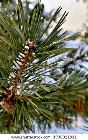 Close up of a pine Tree Branch covered with Snow during Winter in Transylvania.	