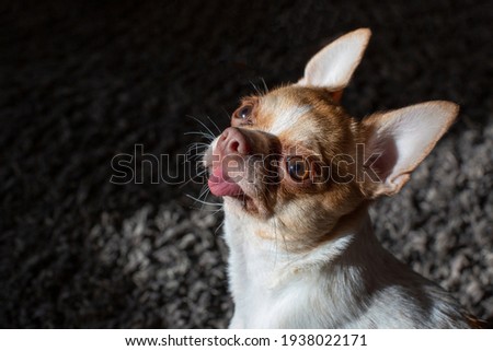 A Chihuahua dog sits on a carpet, basking in the sun. The dog stuck out his tongue. The dog is two years old. Female.