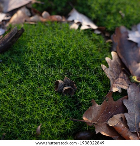 Moss and oak leaves in a wild forest. Closeup of acorn heads on green texture. Stock photography.