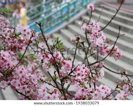 Picture of the cherry blossom branches in full bloom, the cherry blossoms are light pink and dark pink, the back of the cherry blossoms is a pathway.