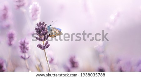 Blossoming Lavender flowers with dew and butterfly in summer morning scenery background . Purple growing Lavender close-up.