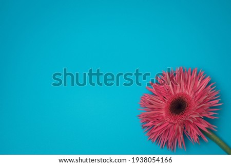 Pink flower on the blue background, with free space for text.