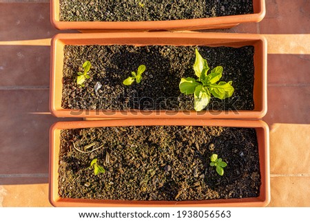 Aerial view of some green lettuce shoots planted in plastics pots in the urban garden on the terrace of the house. Eco food concept