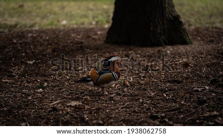 mandarin duck walking on a forest lawn