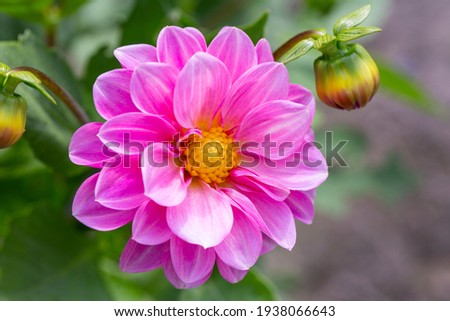 Pink lovely dahlia in the summer garden. Gardening, landscaping, perennial flowers. Royalty-Free Stock Photo #1938066643