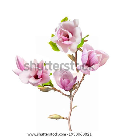 pink magnolia isolate on white