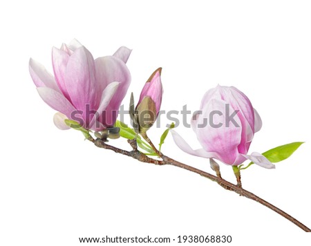 pink magnolia flower isolated on white background 