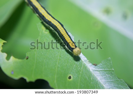 A noctuid caterpillar resting on a goldenrod stem 