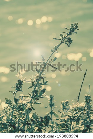 Wild flowers blooming on the lake side. Sunlight. Bokeh and hotspots. Toned photo.