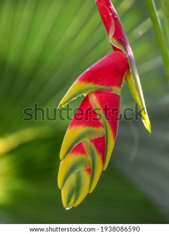 Heliconia flower called lobster-claws, toucan beak, wild plantain, or false bird-of-paradise.